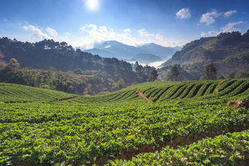 morning at strawberries farm at Chiangmai Thailand