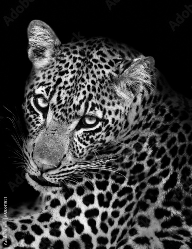 Naklejka dekoracyjna Leopard in Black and White