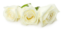 White Roses Isolated On The White Background