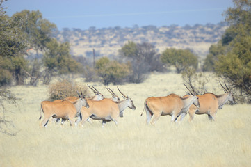  Eland