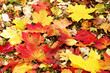 canvas print picture - abgefallene Herbstblätter