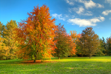 beautiful autumn tree with fallen dry leaves