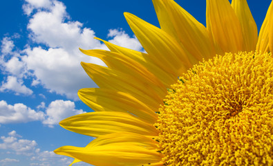 Wall Mural - Beautiful landscape with sunflower field over cloudy blue sky