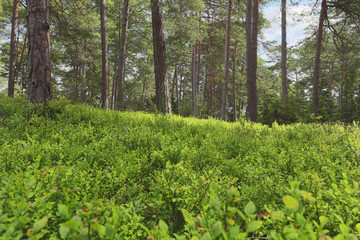 Poster - Blueberry sprigs, Vaccinium myrtillus in natural pine forest