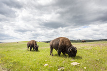 Beautiful Buffaloes In Yellowstone National Park