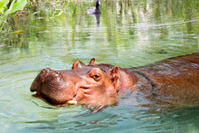 African Hippo Enjoying The Water