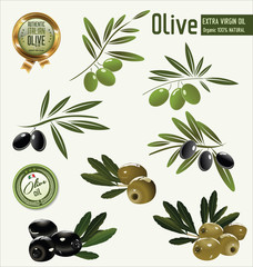 Canvas Print - Olive branch collection