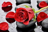 Fototapeta Kwiaty - Czerwona róża na kamieniu bazaltowym