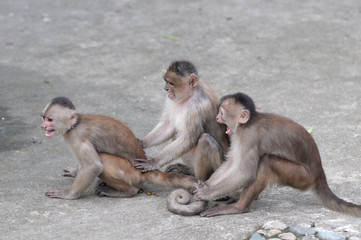 Wall Mural - Happy family (in monkey's conception) in Misahualli, Amazonia