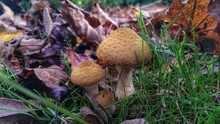 Three Little Mushrooms In Garden