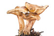 A mushroom Paxillus