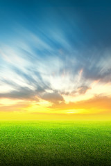 Wall Mural - Field of green grass and sky