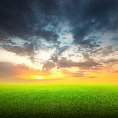 Wall Mural - Field of green grass and sky