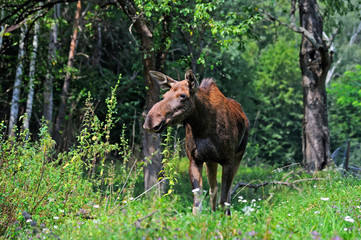 Canvas Print - Elk in their natural habitat