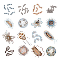 Poster - Bacteria and Virus Cells