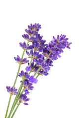 Lavender flowers isolated on white