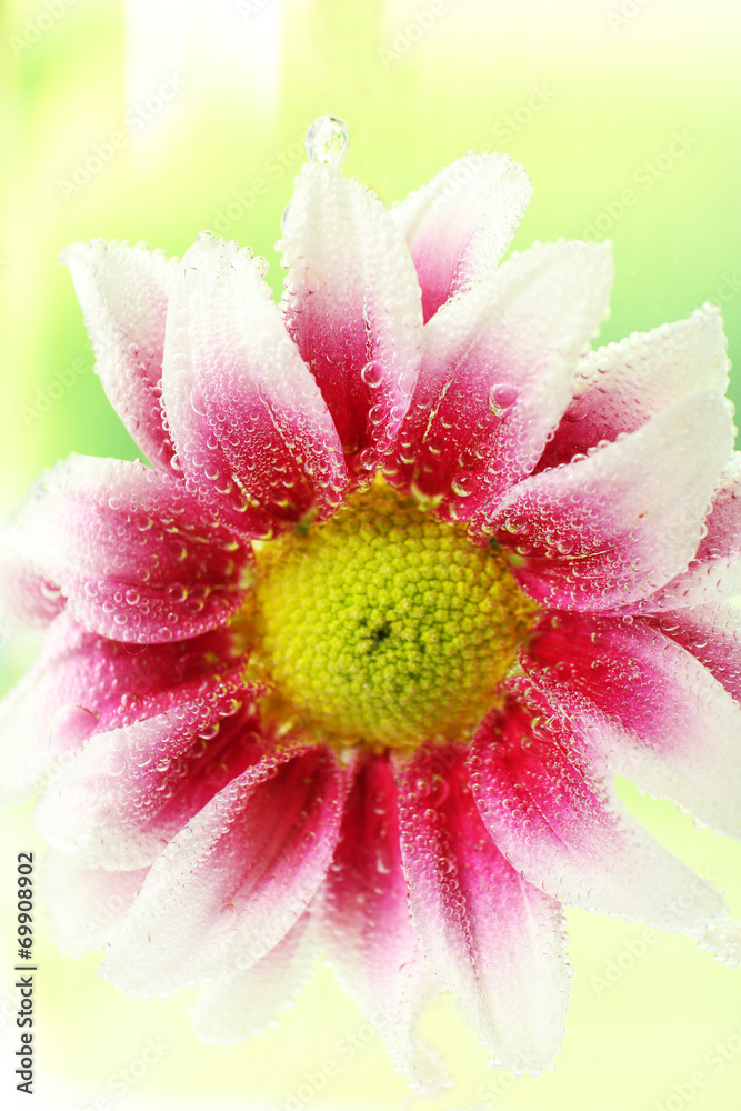 Beautiful chrysanthemum in sparkling water, close-up