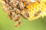 Fototapeta Zwierzęta - Pszczoły na plastrze miodu w pasiece