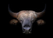 canvas print picture gaur head in the dark