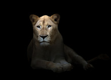 Female White Lion In The Dark