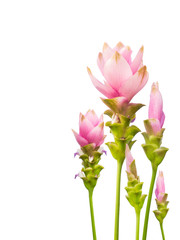 Wall Mural - Siam Tulip isolated on white background