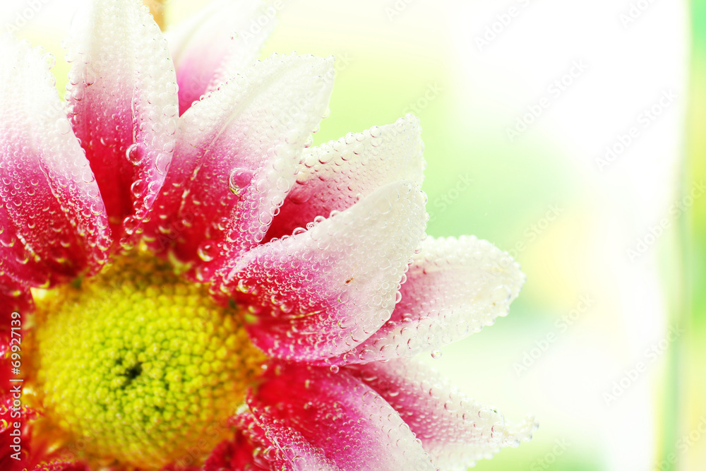 Beautiful chrysanthemum in sparkling water, close-up