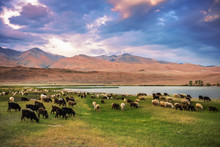 A Herd Of Sheep And Goats Grazing Near The Lake At The Foot Of T