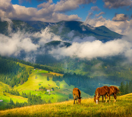 Wall Mural - amazing mountain landscape with fog and horses