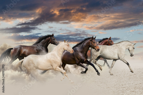 Obraz w ramie Five horse run gallop in desert at sunset
