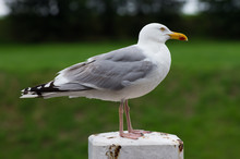 Seagull With Red Spot On His Beak Sitting On A Pole