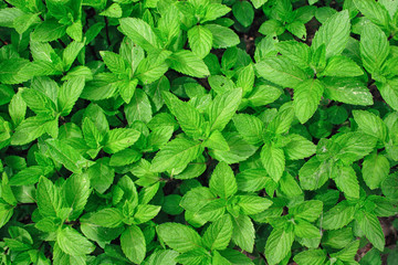 menthe plant
