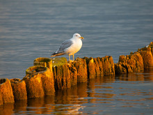 Masurian Seagull
