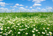 Field Of Camomiles