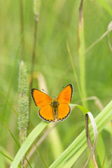 Sticker - Scarce copper, Heodes virgaureae, Lycaenidae resting on grass