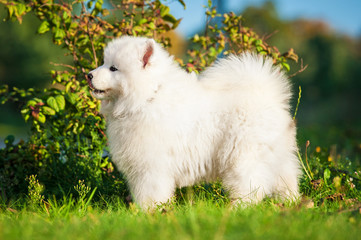  Samoyed puppy