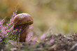 Calluna vulgaris - Common Heather - edible mushroom - cep