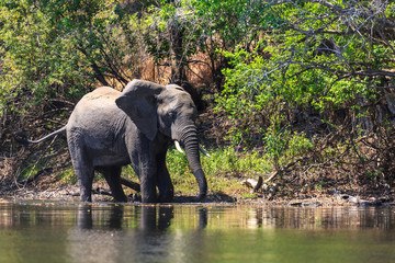 Young elephant dring water in a river