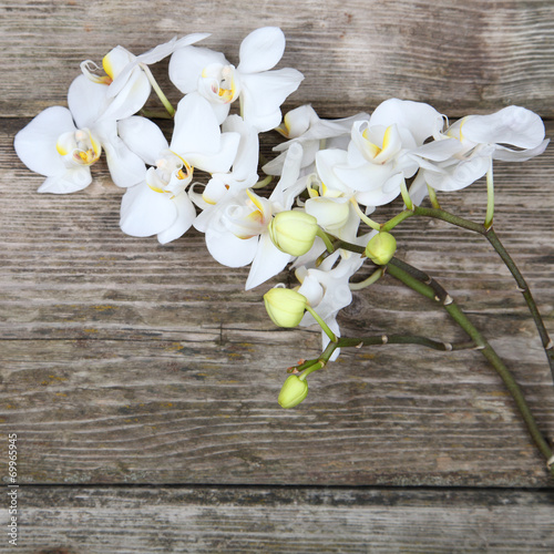 Tapeta ścienna na wymiar White orchid(Phalaenopsis)