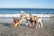 Miniature animals lined up in the seaside