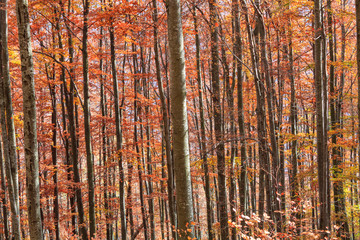  Autumn forest in Transylvania