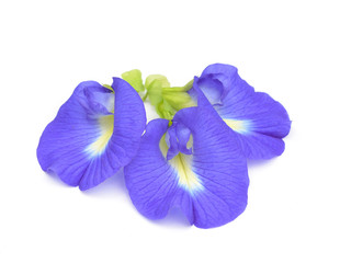 Clitoria ternatea or Aparajita flower isolated on white backgrou