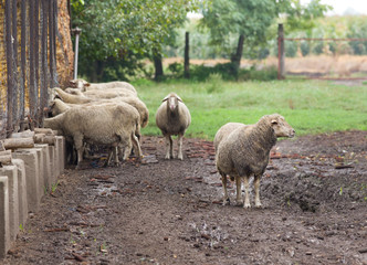 Wall Mural - Sheep