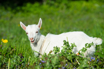 Wall Mural - Funny white baby of goat on the green grass