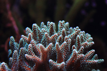 coral background