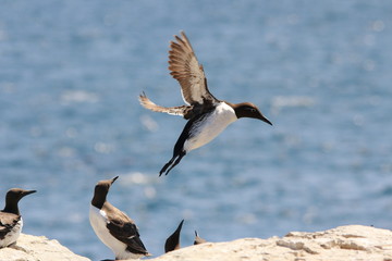 uria uccello marino in volo isole farne scozia mare artico