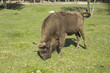 Żubr (Bison bonasus)
