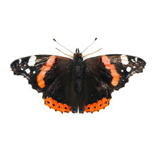 Red Admiral Butterfly Isolated On White Background
