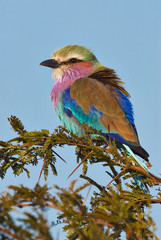 Poster - Lilac-breasted roller portrait