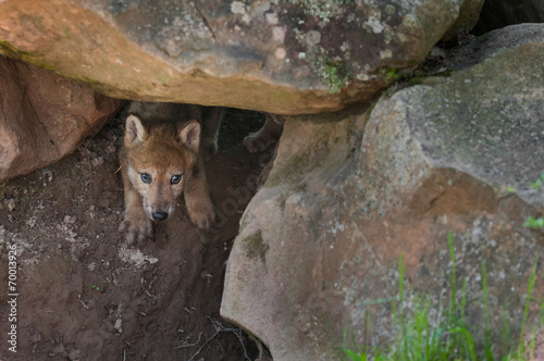 Fotografie, Obraz Grey Wolf (Canis lupus) Pup Creeps out of Den