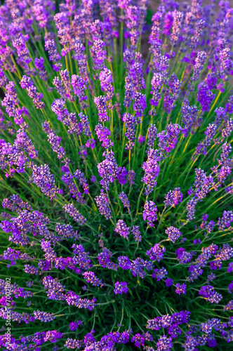 Naklejka - mata magnetyczna na lodówkę Lavender field in Tihany, Hungary